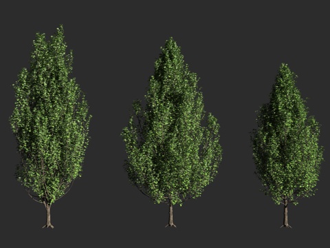  梨树 园艺乔木 克利夫兰精选梨树 梨属卡里莱亚娜克利夫兰精选3d模型 