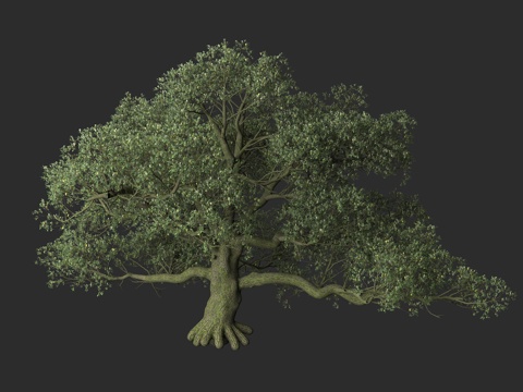  欧洲栎树 夏栎 橡树 夏栎树种 栎属植物3d模型 