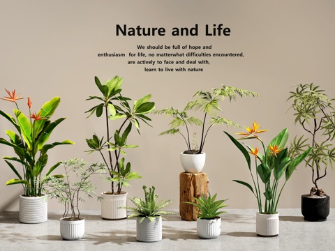  绿植盆栽   盆栽组合3d模型 