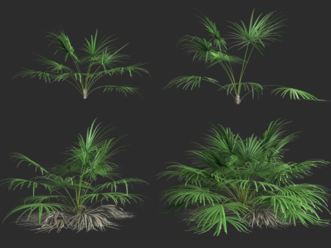  红叶石竹 箭叶海芋 箭叶龟背竹 箭叶刺芋 观赏植物 箭叶属3d模型 