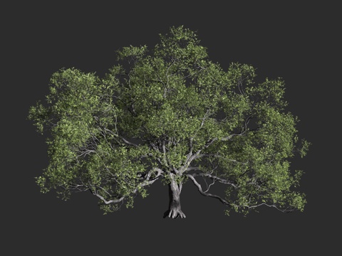  美洲黑栎 海岸栎树 加州常青栎 海岸生态 常青栎树 栎树类3d模型 