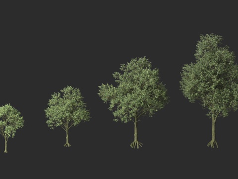  欧洲栎树 夏栎 橡树 夏栎树种 栎属植物3d模型 