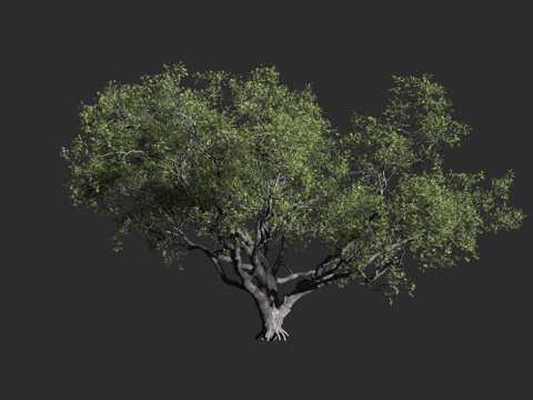  美洲黑栎 海岸栎树 加州常青栎 海岸生态 常青栎树 栎树类3d模型 