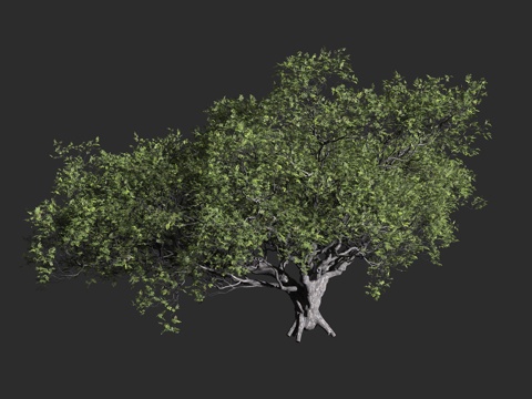  美洲黑栎 海岸栎树 加州常青栎 海岸生态 常青栎树 栎树类3d模型 