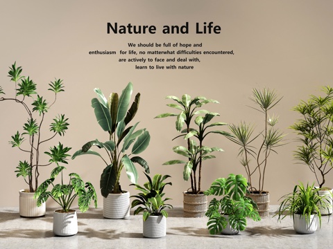  绿植盆栽   盆栽组合3d模型 