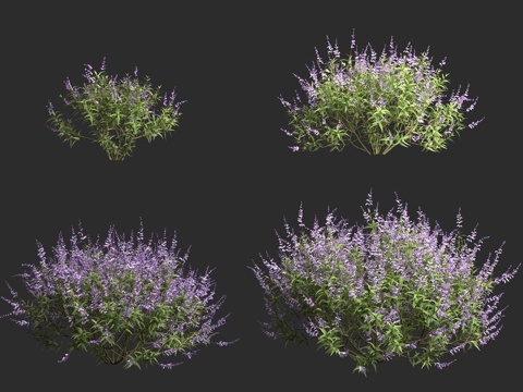  白花鼠尾草 蓝花鼠尾草 柳叶鼠尾草 园林植物3d模型 
