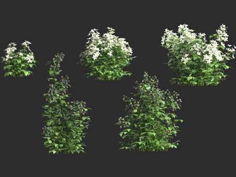  欧洲黑莓 欧洲露莓 蔷薇科 悬钩子属3d模型 