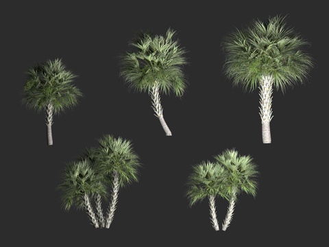  沙巴棕榈 美国南部扇叶棕 萨巴尔棕榈树 棕榈树 沙巴属 矮棕3d模型 