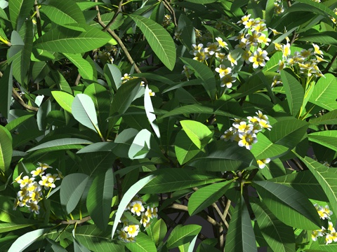  鸡蛋花 夹竹桃科 鸡蛋花属 落叶小乔木3d模型 