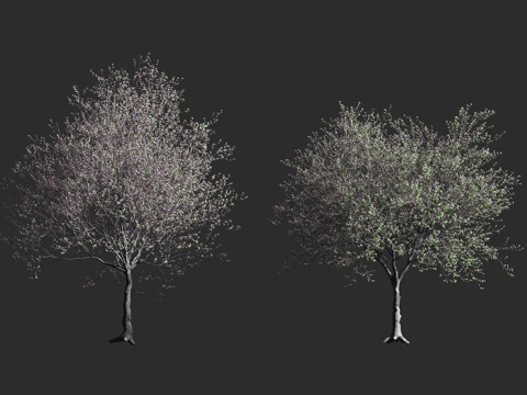  杏仁树 扁桃 巴旦木3d模型 