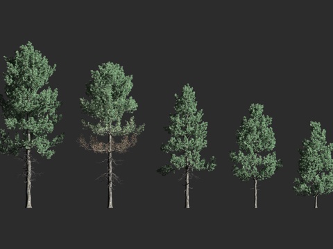  花旗松 蓝叶变种 北美黄杉 灰绿亚种 灰绿黄杉 假道格拉斯冷3d模型 