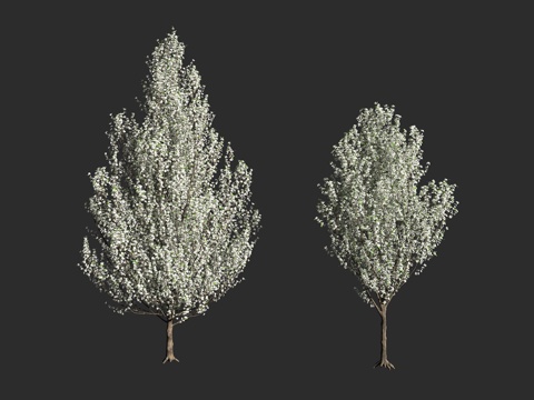  梨树 园艺乔木 克利夫兰精选梨树 梨属卡里莱亚娜克利夫兰精选3d模型 