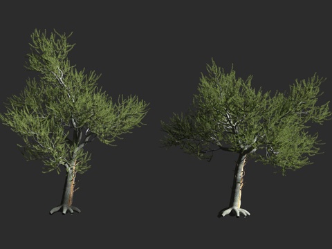  刺果松 常绿乔木 北美植物 松科松属 白皮松3d模型 