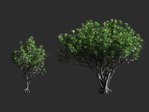  海棠 海棠树 海棠科海棠属 盆栽植物3d模型 