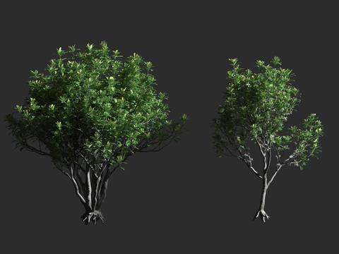  海棠 海棠树 海棠科海棠属 盆栽植物3d模型 