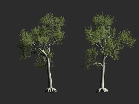  刺果松 常绿乔木 北美植物 松科松属 白皮松3d模型 