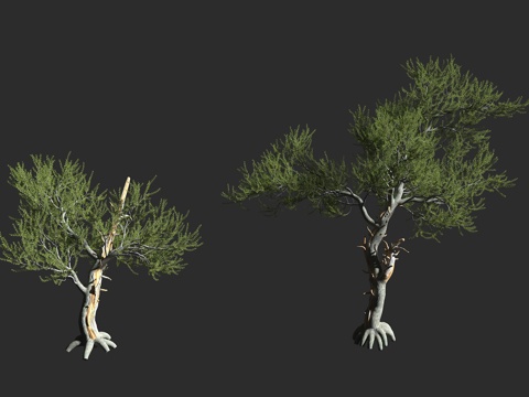  刺果松 常绿乔木 北美植物 松科松属 白皮松3d模型 