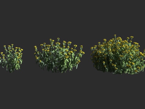  木糙苏 唇形科 木糙苏属 橙花糙苏 多年生草本3d模型 