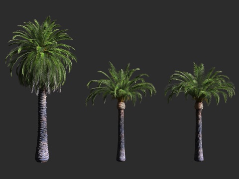  加拿利海枣 棕榈科 海枣属 长叶刺葵 亚热带3d模型 