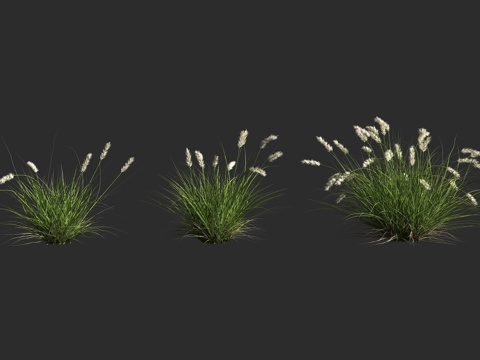 花叶狼尾草 狼尾草 观赏草 禾本科 狼尾草属 牧草 园林景观3d模型 