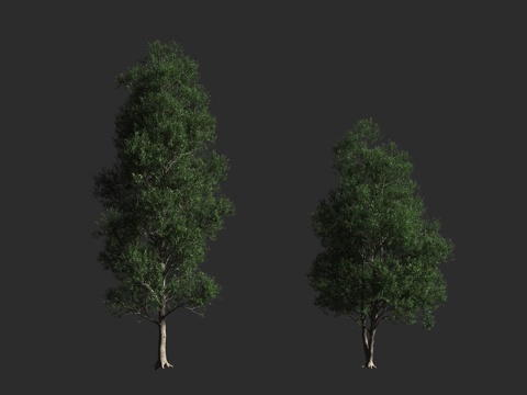  塔诺橡树 鞣木橡树 常绿乔木 壳斗科3d模型 