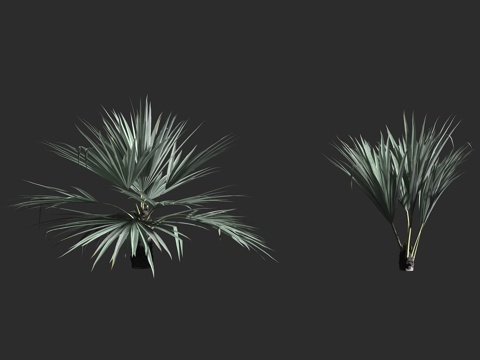  寒棕 棕榈科 寒棕属 常绿乔木 代表植物 南方植物 湿润气候3d模型 