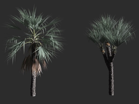  寒棕 棕榈科 寒棕属 常绿乔木 代表植物 南方植物 湿润气候3d模型 