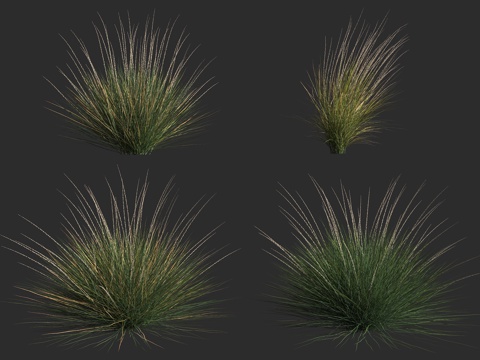  针叶乱子草 乱子草属 多年生草本植物 粉黛乱子草3d模型 