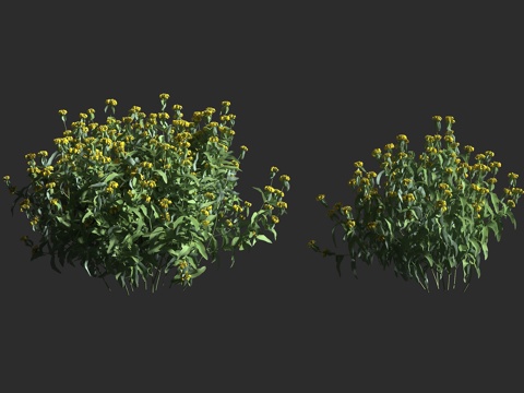  木糙苏 唇形科 木糙苏属 橙花糙苏 多年生草本3d模型 