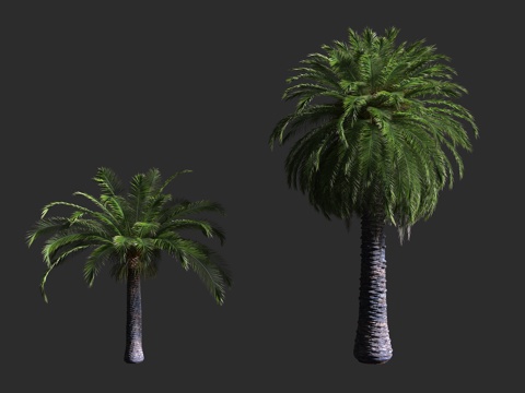  加拿利海枣 棕榈科 海枣属 长叶刺葵 亚热带3d模型 