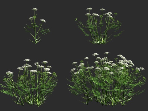  蕾丝花 草本植物 伞形科 苍耳芹属 庭院观赏3d模型 