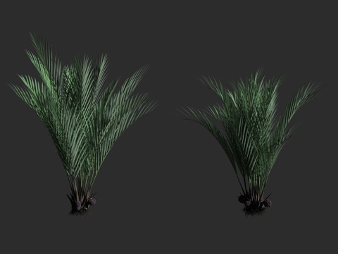 水椰 红树植物 棕榈科 野生植物3d模型 