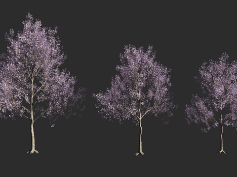 泡桐树 落叶乔木 玄参科 泡桐属 毛泡桐 空桐树 紫花桐3d模型 