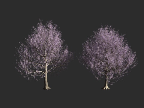  泡桐树 落叶乔木 玄参科 泡桐属 毛泡桐 空桐树 紫花桐 行3d模型 
