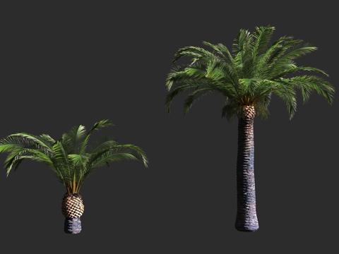  加拿利海枣 棕榈科 海枣属 长叶刺葵 亚热带3d模型 