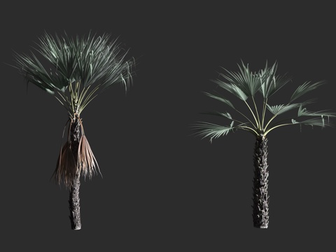  寒棕 棕榈科 寒棕属 常绿乔木 代表植物 南方植物 湿润气候3d模型3d模型 