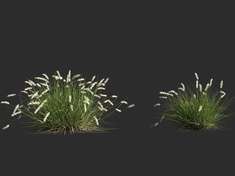  花叶狼尾草 狼尾草 观赏草 禾本科 狼尾草属 牧草 园林景观3d模型 
