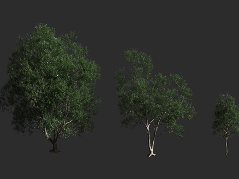  塔诺橡树 鞣木橡树 常绿乔木 壳斗科3d模型 