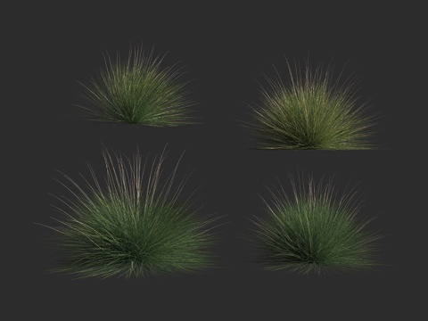  针叶乱子草 乱子草属 多年生草本植物 粉黛乱子草3d模型 