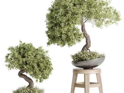  现代盆栽3d模型 