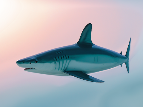 鲨鱼su模型