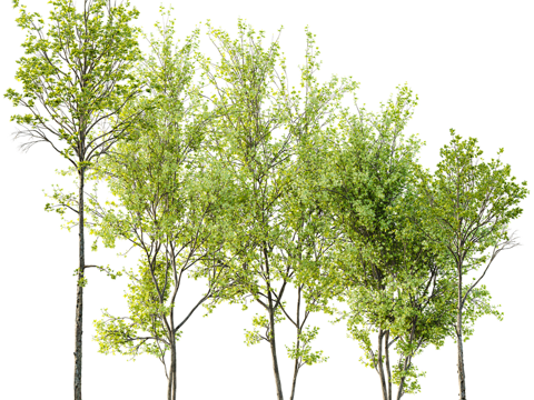  现代乔木3d模型 