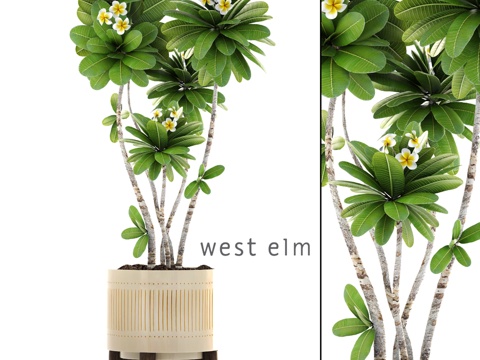  西榆花盆装鸡蛋花装饰花卉3d模型 