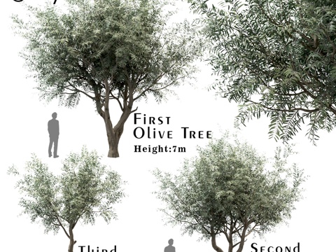  橄榄树组合（欧洲橄榄树）（3棵）3d模型 