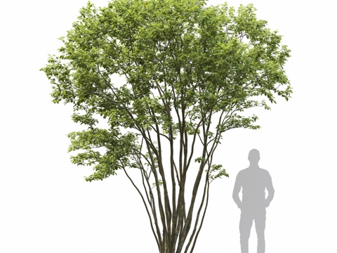  山樱桃树 #43d模型3d模型 