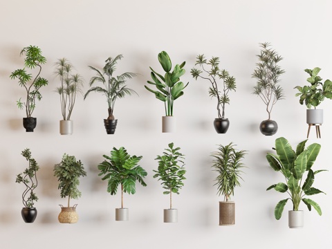  绿植 盆栽 植物 天堂鸟3d模型 