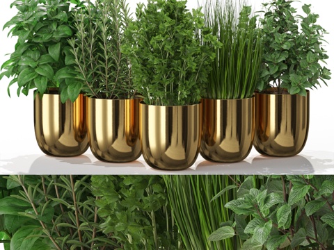  植物系列5983d模型 