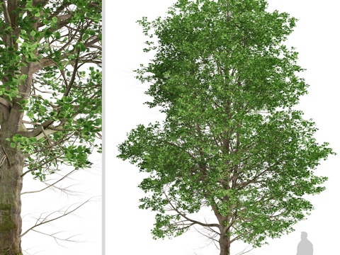  欧洲椴树（Tilia europaea）树组（2棵）3d模型 
