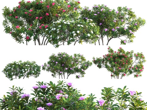  杜鹃花 - 凤仙花属索登氏种 023d模型 