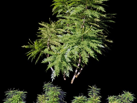  马蹄金冠（马蹄金）3d模型 